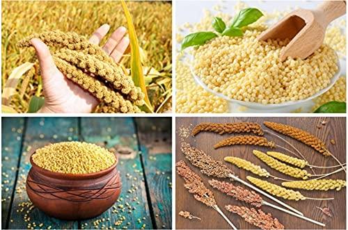 Generic Foxtail Millet Natural Grains. /Korralu 500 gm, BrownTopMillet Foxtail Millet /Andu Korralu 500 gm, Kodo Millet /Arikelu 500 gm, Barnyard Millet / Udalu 500 gm, Little Millet / Samalu 500 gm