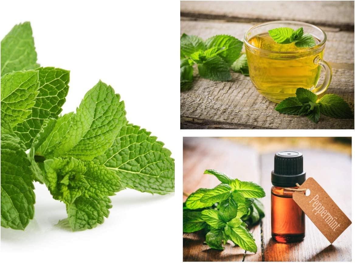 Paudha Seeds Paudha Organic PepperMint pack of 35 seeds