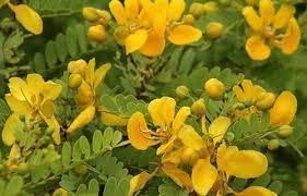 7006 HERBALS 7006 Herbals 100gm Aavaram Poo Powder/SennaAuriculata/Pack of 3