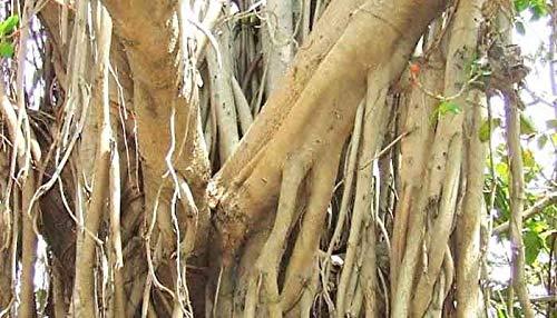 green gardern Green gardern Banyan Tree Bark| Ficus benghalensis | Aalam Pattai Powder 500g