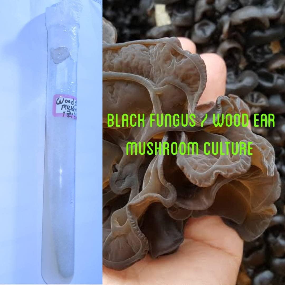 Generic Wood Ear Mushroom Culture size 18 * 150mm Test Tube (1pc) Best Quality