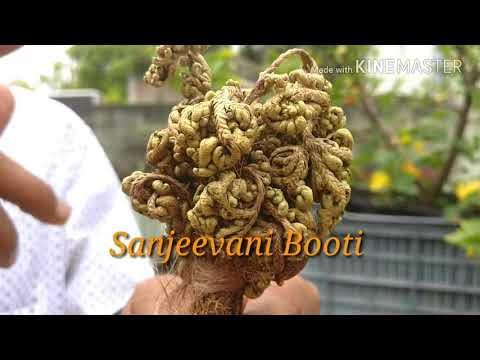 Pmw Pmw - Laxman Booti - Sanjeevani - Pitta Kalu - Selaginella Bryopteris - Lakshman Buti - 10 Grams