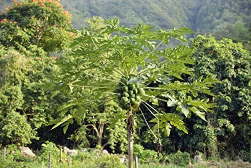 Erwon Erwon NPK for Papaya Fruits ( 200 gm fruit NPK )