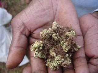 Pmw Pmw - Laxman Booti - Sanjeevani - Pitta Kalu - Selaginella Bryopteris - Lakshman Buti - 10 Grams