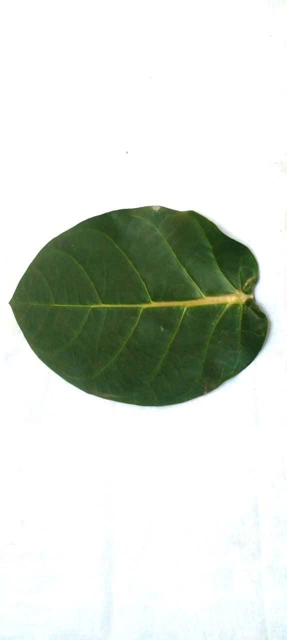 Generic Super Shop Pure Fresh Organic Madar Leaves 15 Pcs indian Ayurvedic Mandar Ke Ped Ka Patta, Patti, Patte - Manar