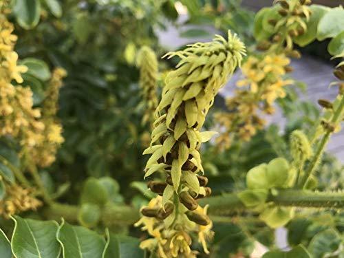 Verdor Verdor Sagargota(Pack of 50 Seed), Karanjwa, Fever Nut, Nikar Bean,Caesalpinia Bonducella, Katkaranj,Lata Karanaj Letaguti Gajaa Seed