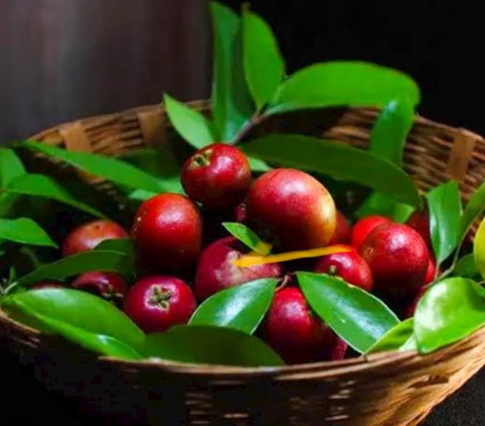 NISARGA NISARGA Kokum Juice (Agal) Concentrate - 750 ml - NO SUGAR I Kokum Kadi I Makes around 8 Litres of ready to drink Juice I Kokum Juice Extract I No Artificial Flavours, No Artificial Colours, No Preservatives.