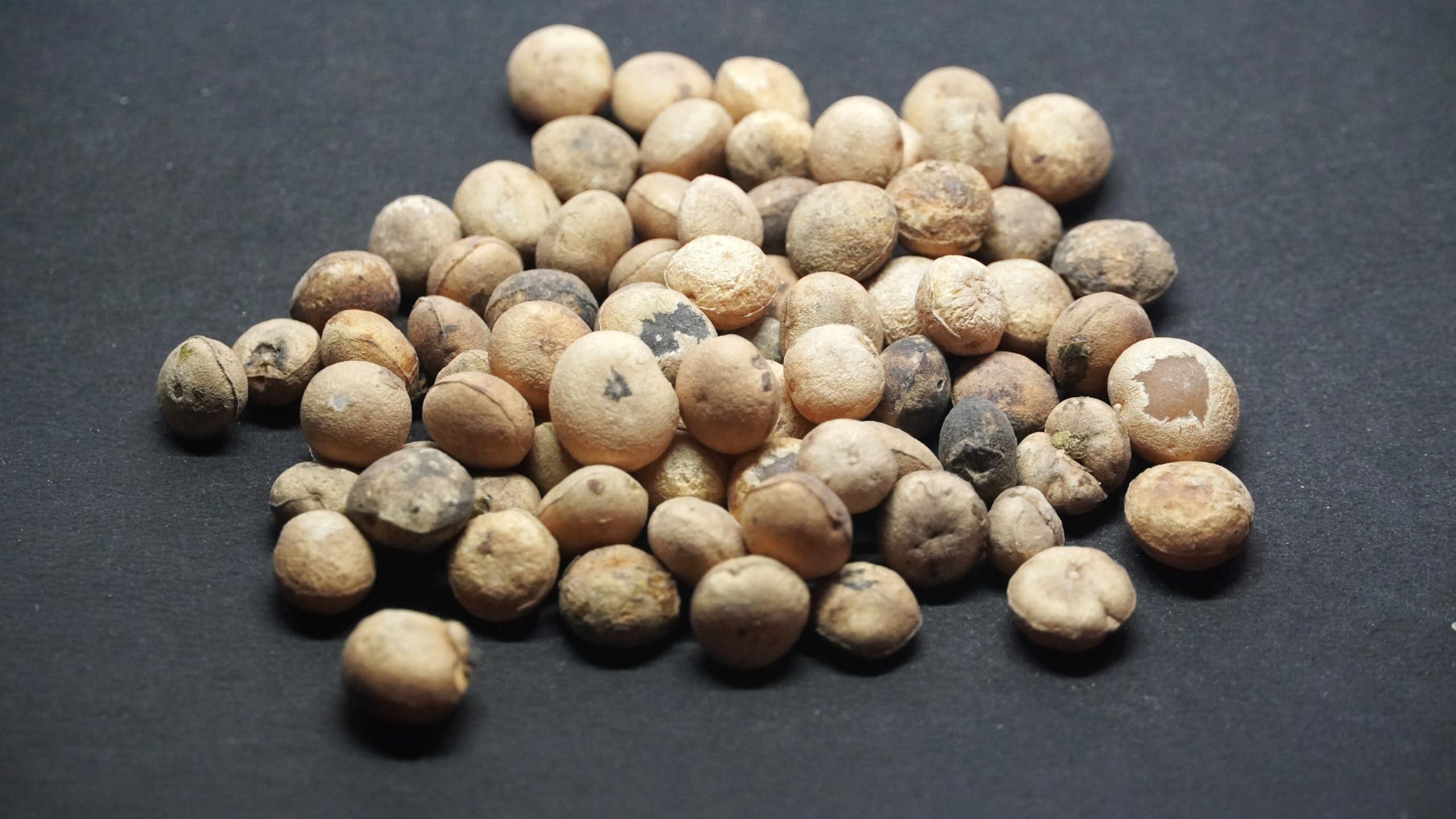 THOGAI THOGAIS- *THETRAN KOTTAI* - / Strychnos Potatorum/Clearing Nut / /Tettamparal/Chillachettu/samaashodhan akharot/Nirmali (50 GRAMS (PACK OF 1))