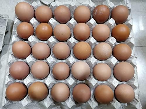 Vegiorganic NTM Natural Healthy Brown Eggs Pack of 30