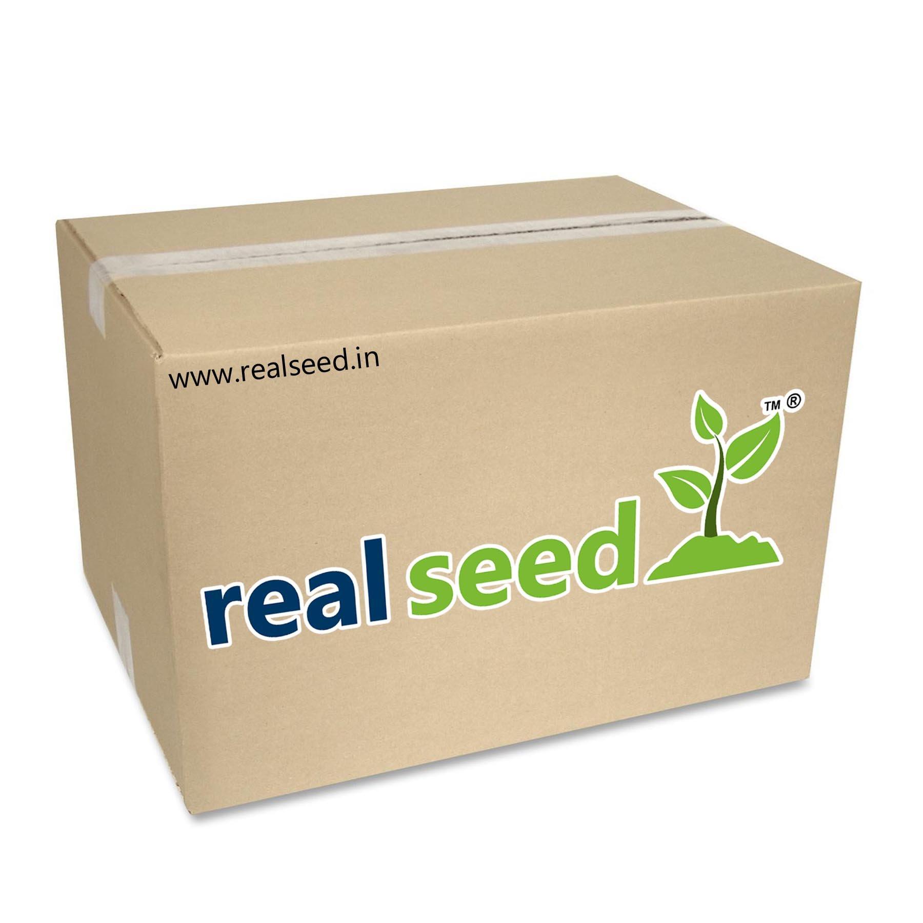 REAL SEED Real Seed Vishnu Tilak Stamp U Letter Shape Tika, Brass U Shaped Vaishnav Tilak, Teeka Applicator Tool, Hindu Puja Item