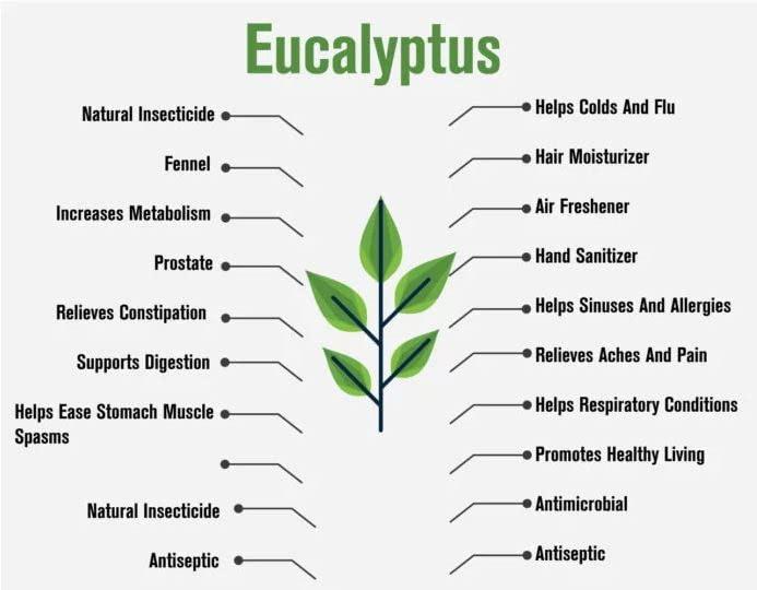 Western Ghats Organics Fresh Live Eucalyptus Leaves/Tailapatra/Sugandhapatra/Tailaprana/Nilgiri Taila (Western Ghats Organics) (200)