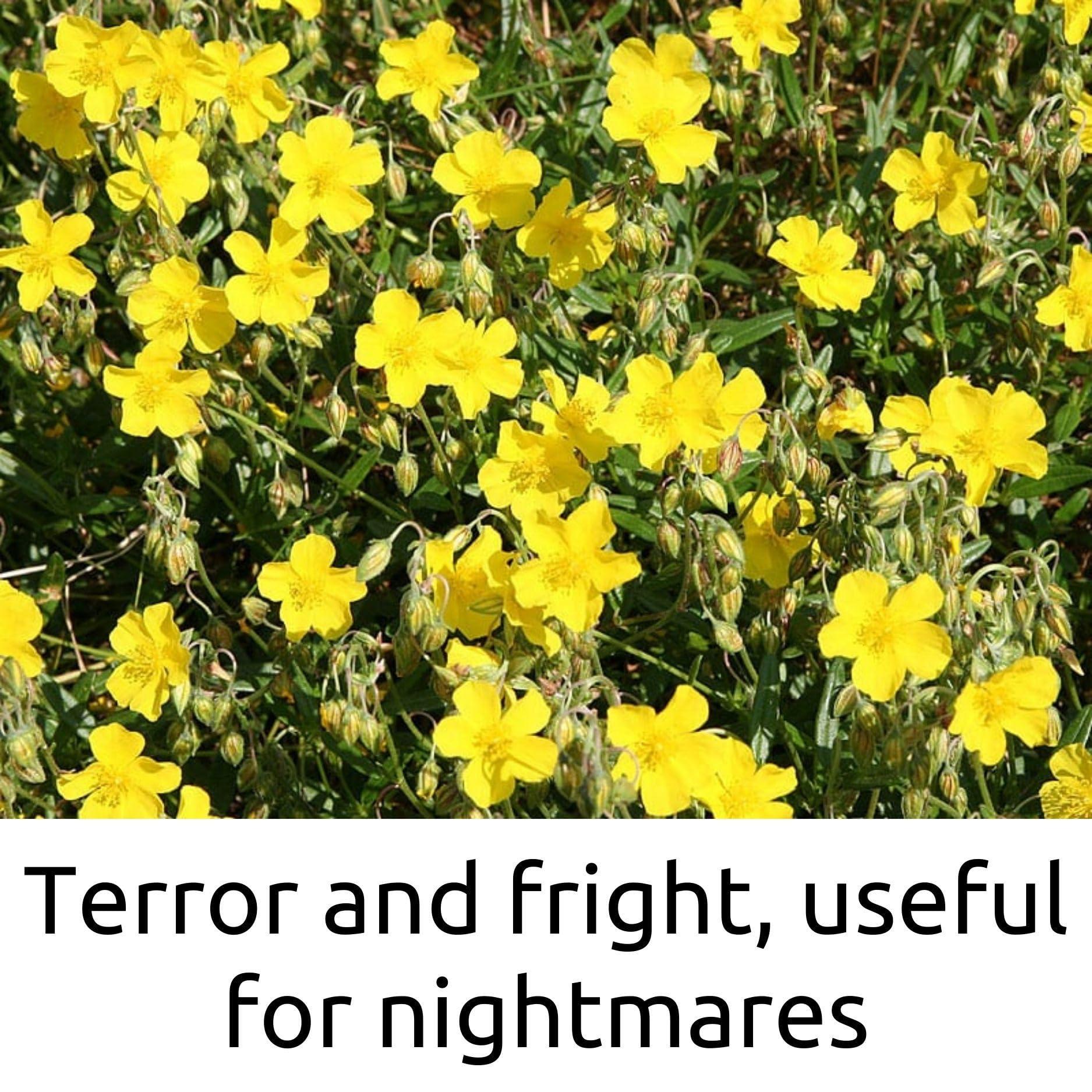 SOULFULLY SOULFULLY Rock Rose Drops 30ml - Original Imported Flower Therapy Remedies by Dr Edward Bach prepared from the first Concentrate