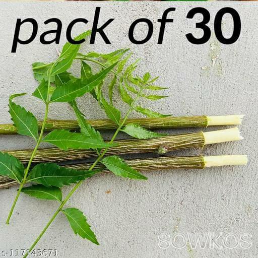 Generic AMTC Organic Neem Datun Tooth Brush/ Fresh NEEM chew Sticks || Natural Herbal Toothbrush Miswak Sticks (PACK OF 30)