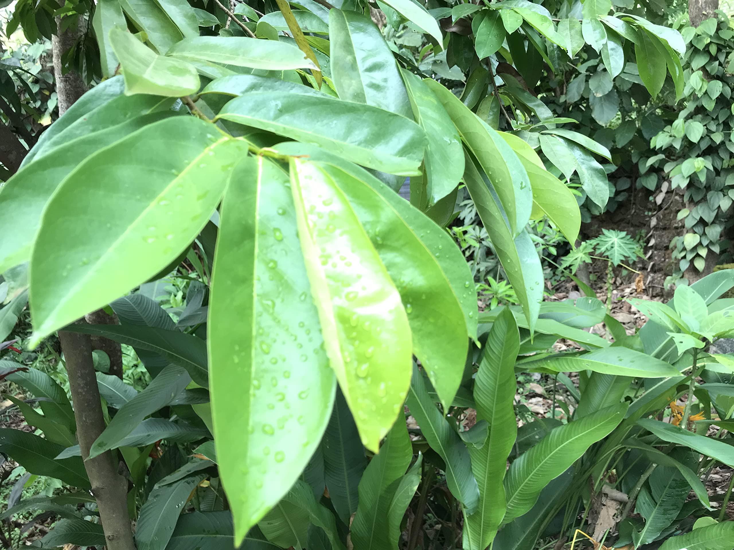 abamec Natural Graviola Soursop Guanabana shadow Dried 250 Leaves + 100 grams Soursop tree stems. (With printed preparation Instructions)