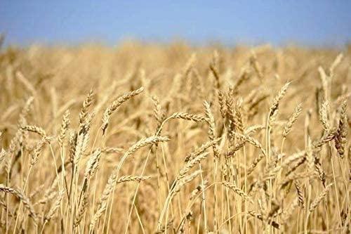 Green World Green World DBW 327 Wheat Seeds for Agriculture & Farming (500 Gms x pack of 2)