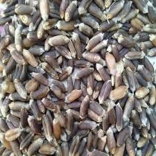 SS520 SS520 Whole Black Wheat |2kg.| Kale Gehun |Kala Gehu|Triticum Aestivum |Best Seeds for Eating & Atta