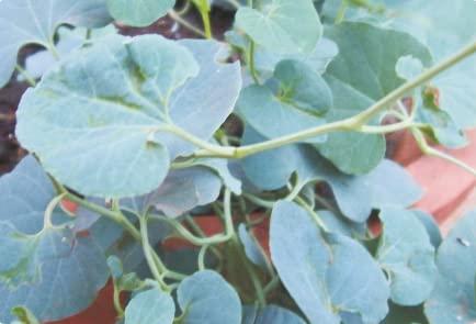 MGBN THE PATH FOR THE HEALTHIER LIFE WITH BEAUTY Aristolochia bracteata-Worm-killer-Aadu-thinna-palai-Dried Leaves Powder - 50 gm