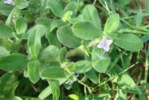 SAARA Saara HERBAL FRESH Nathaichoori Seed, 150g, Madanaghanti, Borreria Hispida, Landrina Seed, Madhana Chettu, (pack of 1 x 100g, pack of 1 x 50g)