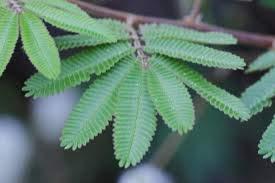 SAARA SAARA Herbal Fresh Thotta Sinungi Leaves Powder,100G, Mimosa Pudica Powder, Mudatha Damara, Lajalu, Muttidare Muni, Thottavadi, Ajalikalika, Sleepy Plant Powder,(Pack Of 1 X 100G), Vegetable Masala