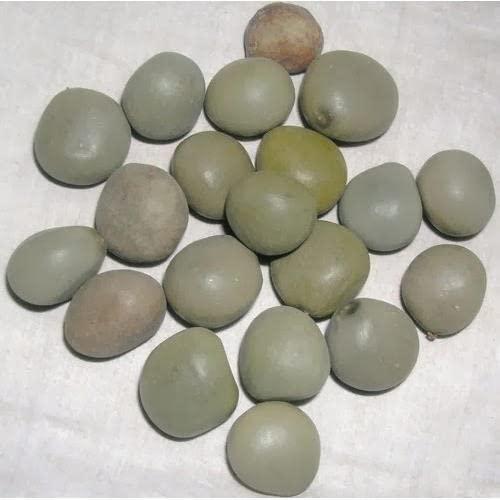 SPS MARKETING SPS MARKETING Gajga|Fever Nut|Kalarchikai|Caesalpinia Bonducella|Karanjwa Seeds|Kalarchikai|Gajikekayi|Kuberakshi|Vajra Bijaka|Indian Beech|Letaguti|Gajaga|KARANJWA|PONGAMIA PINNATA|SAGARGOTA(100g)