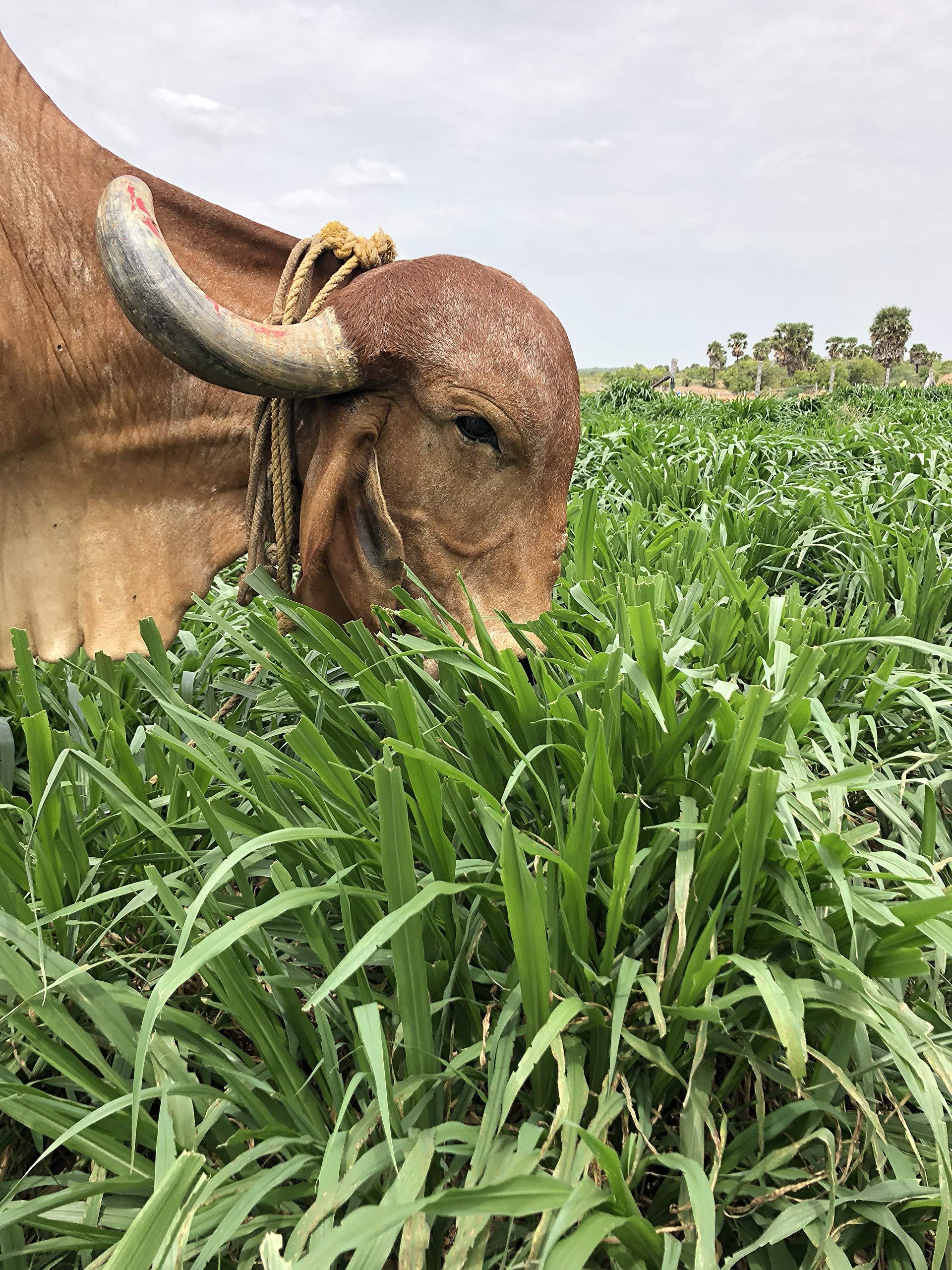 Fat Cow Dairy Fat Cow Dairy 100% Pure Farm Fresh A2 Desi Ghee 1000ml - made via Bilona method