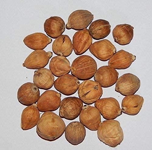 Generic Neeraj- Sreephal/Laghu Nariyal -21 Pc for Pooja