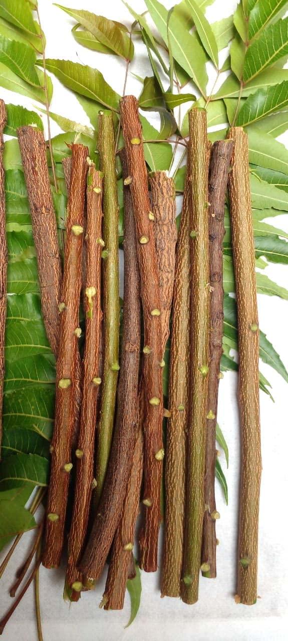 Li6 Li6 - NATURAL ORGANIC NEEM DATUN TOOTHBRUSH STICKS Set Of 12 (Size 9 Inch)