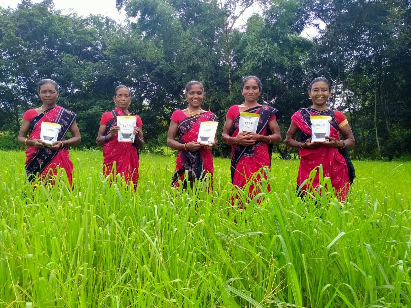Generic Suan Rice (Little Millet) Cultivated by the Tribal Farmer from Eastern Ghats of Koraput,Supported by ORMAS Government of Odisha