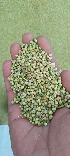 A2 Masala A2 Masala Sabut Dhaniya Coriander Seeds Pack of 1KG