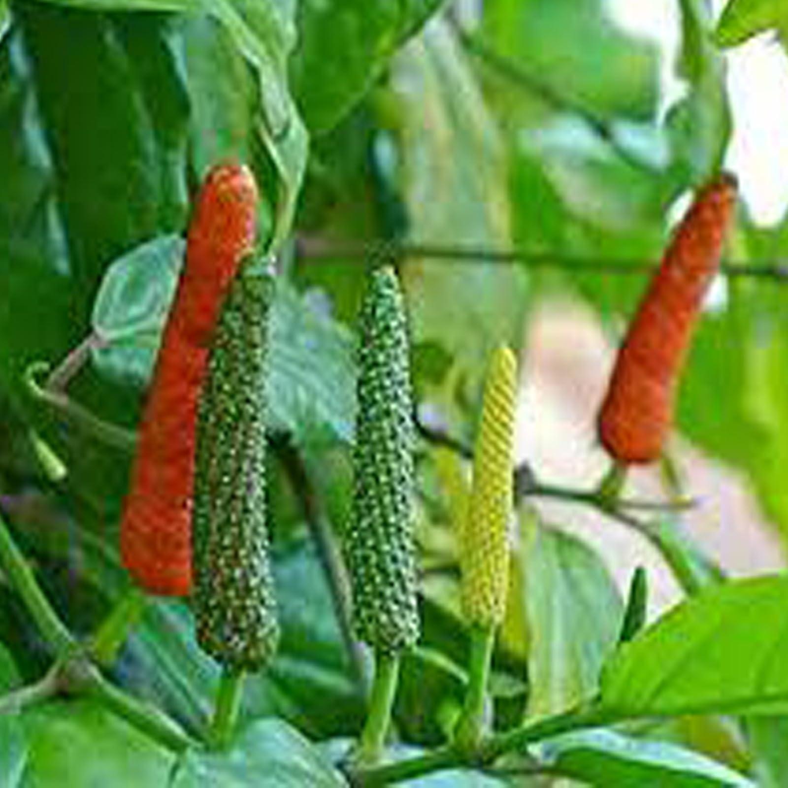 IAgriFarm Iagrifarm Long Pepper Powder - 250 gram - Thippili/Pipal Badi/Pippali Powder