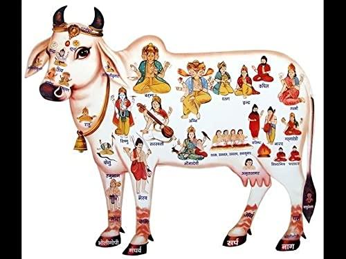 Shri Shyam Enterprises Shri Shyama Desi Gau Mutra/Cow Urine for rituals 200ml pack