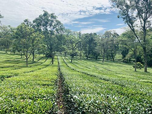 Himalayan Brew PURE AMLA Indian Goose Berry With Kangra Green Tea lemon and Cumin (Zeera) with pink salt