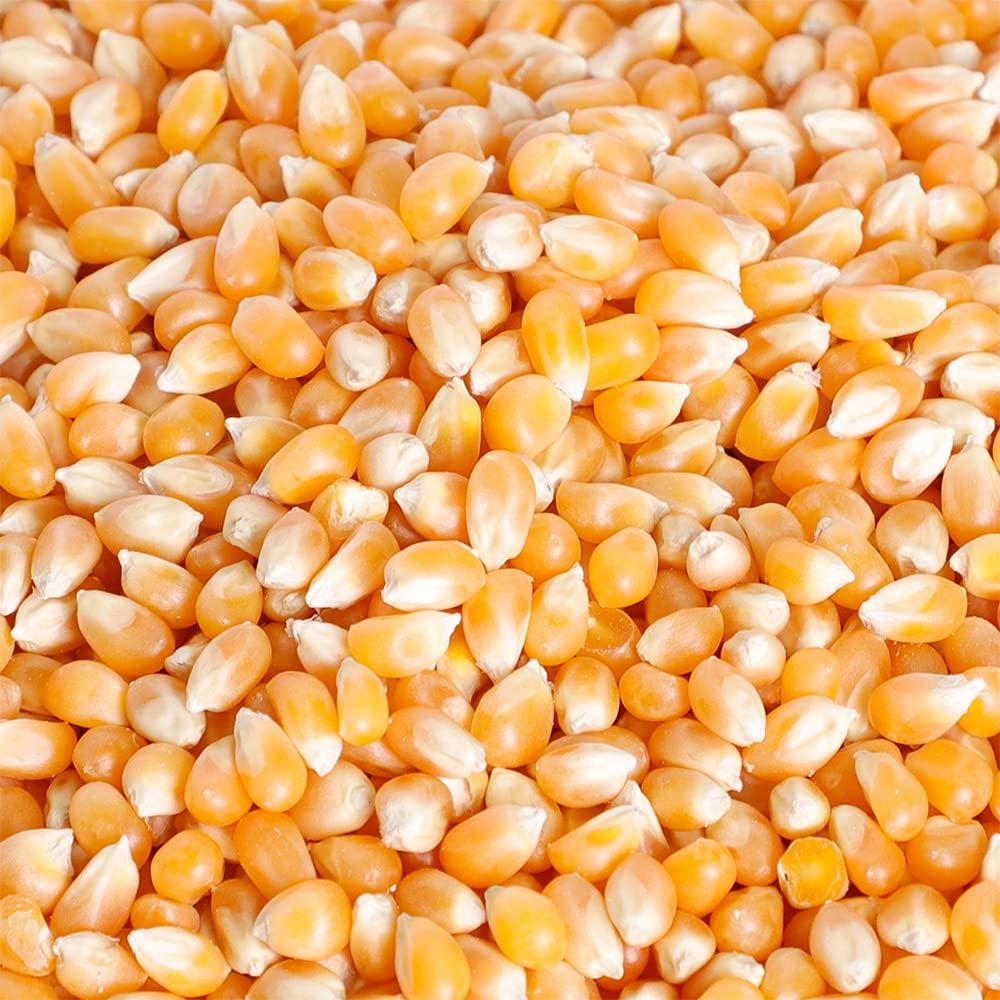 ORGANIC NATURE Organic Nature Popcorn Kernels Seed (Pack of 1.0 Kilogram)