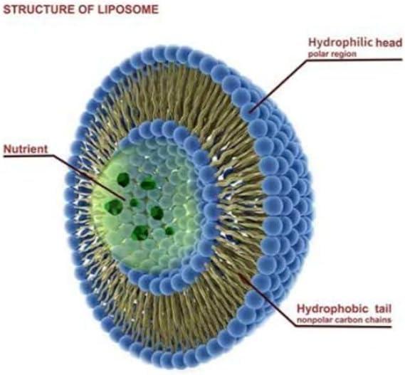 ATHINIKA NUTRITION Tendon & Ligament Support | Convenient Once a Day Clinical Dose | Supports Tendon Health, Movement & Physical Function | Pharm-Grade (90 Capsules)