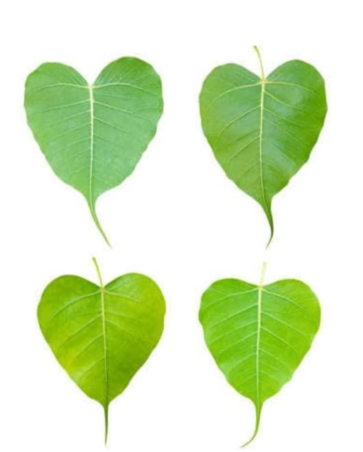 Generic peepal leaf powder pipal arasam ilai organic homemade products medicine and body care 100grm