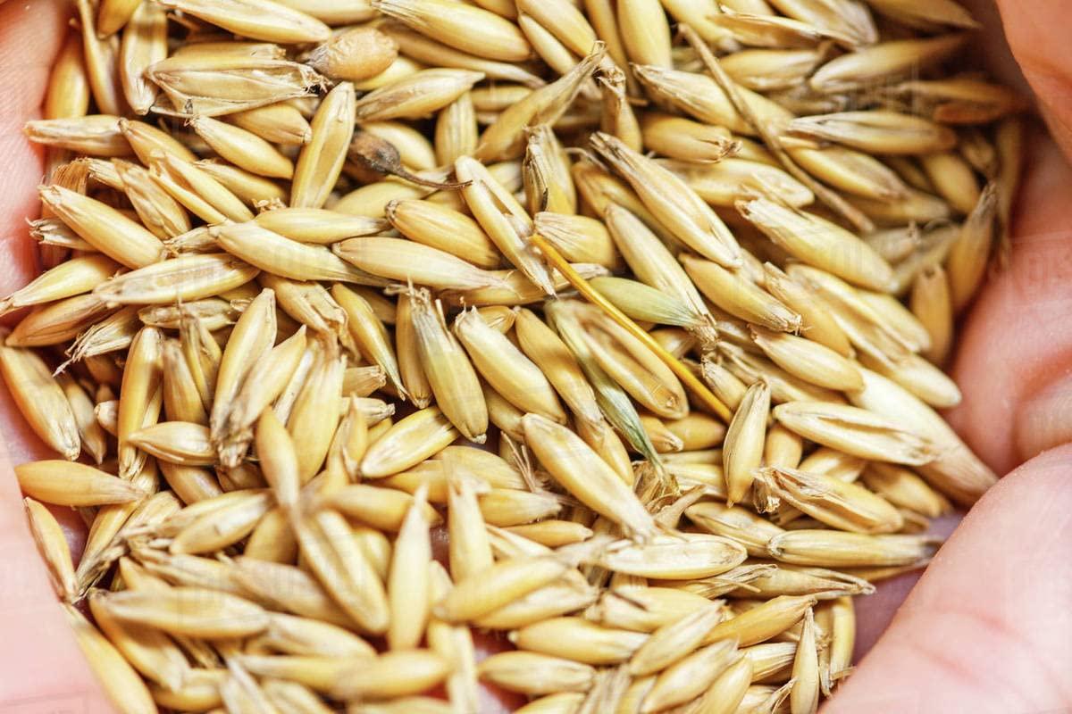 Veganic Veganic Raw Barley Seeds | Jau Seed | Juvar/Cheno (1 kg)