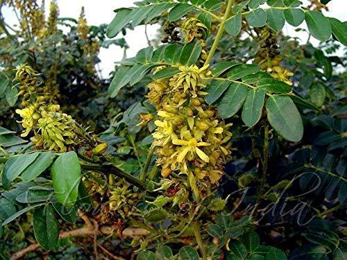 Verdor Verdor Sagargota(Pack of 50 Seed), Karanjwa, Fever Nut, Nikar Bean,Caesalpinia Bonducella, Katkaranj,Lata Karanaj Letaguti Gajaa Seed