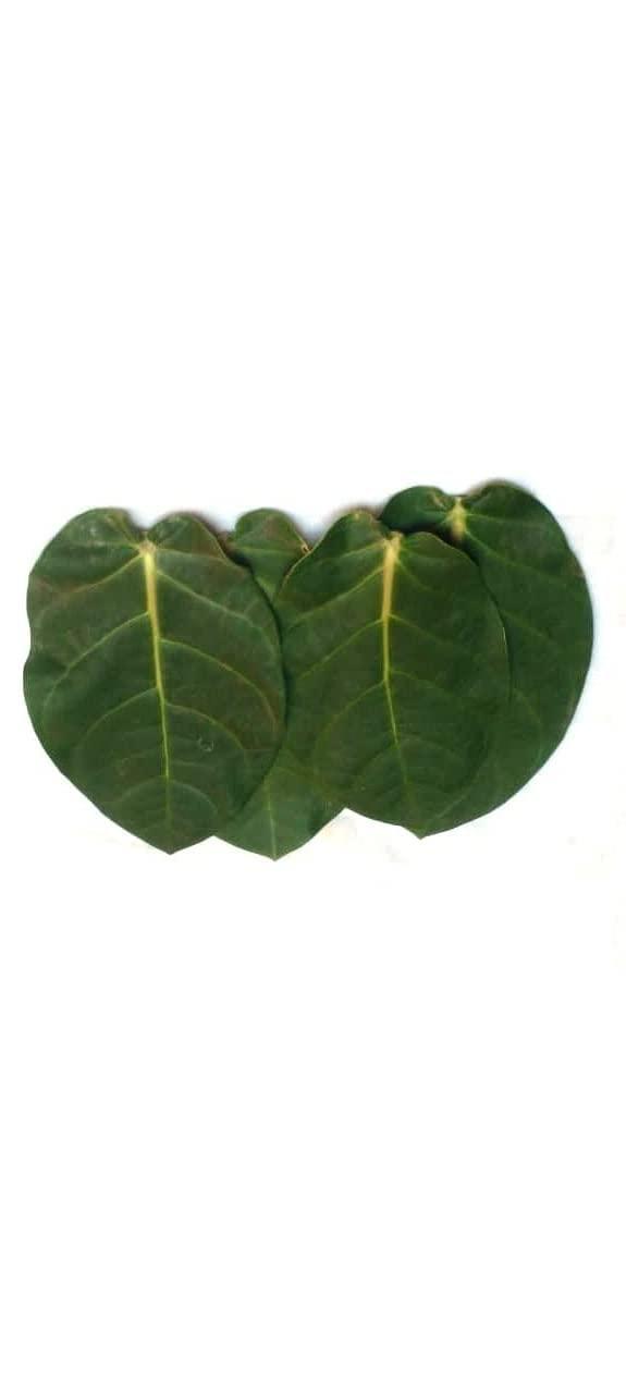 Generic Super Shop Pure Fresh Organic Madar Leaves 15 Pcs indian Ayurvedic Mandar Ke Ped Ka Patta, Patti, Patte - Manar