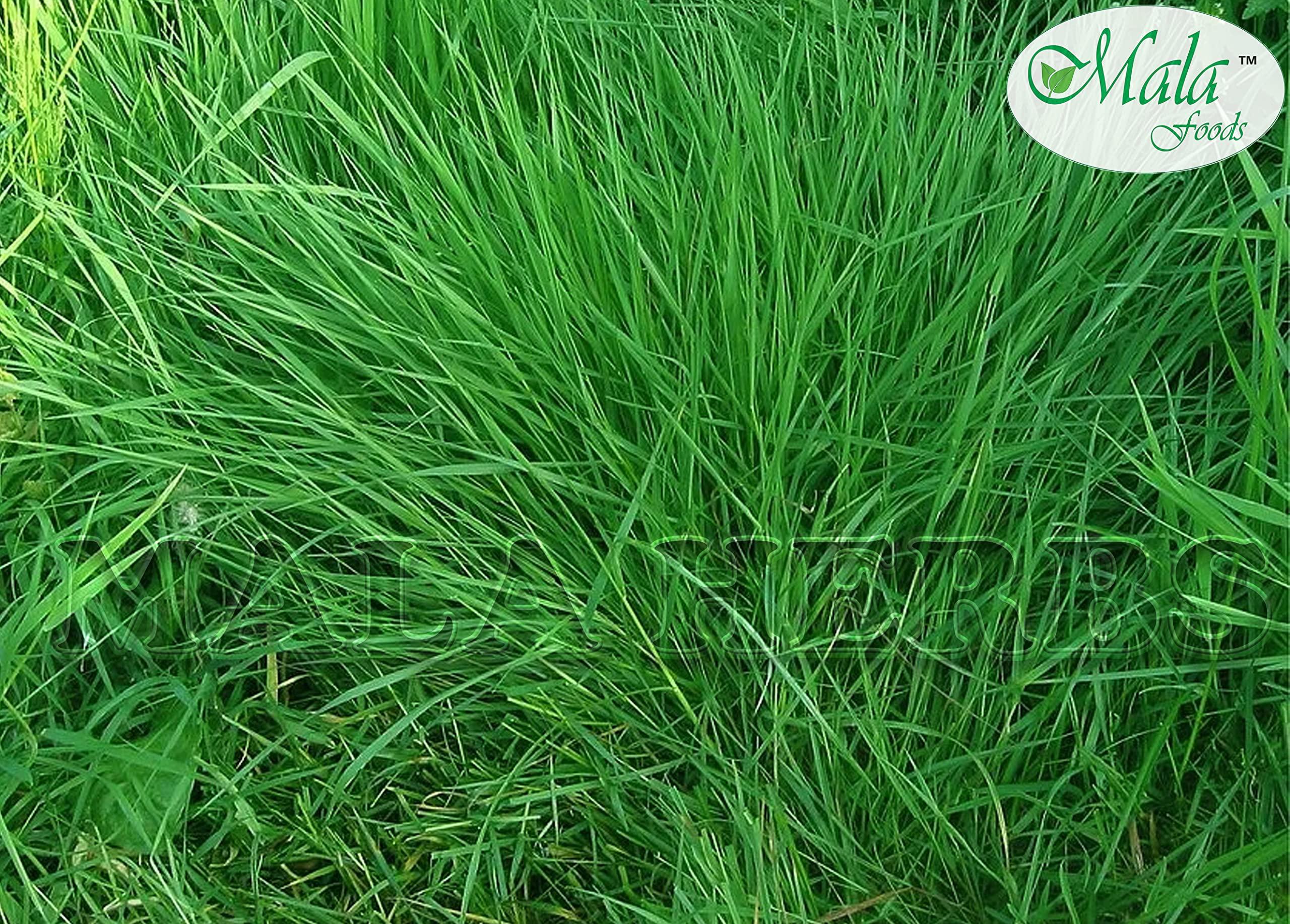 MALA FOODS MALA : Arugampul powder -200 gms | Bermuda powder | Cynodon dactylon powder | Doob Grass Powder - 200 G