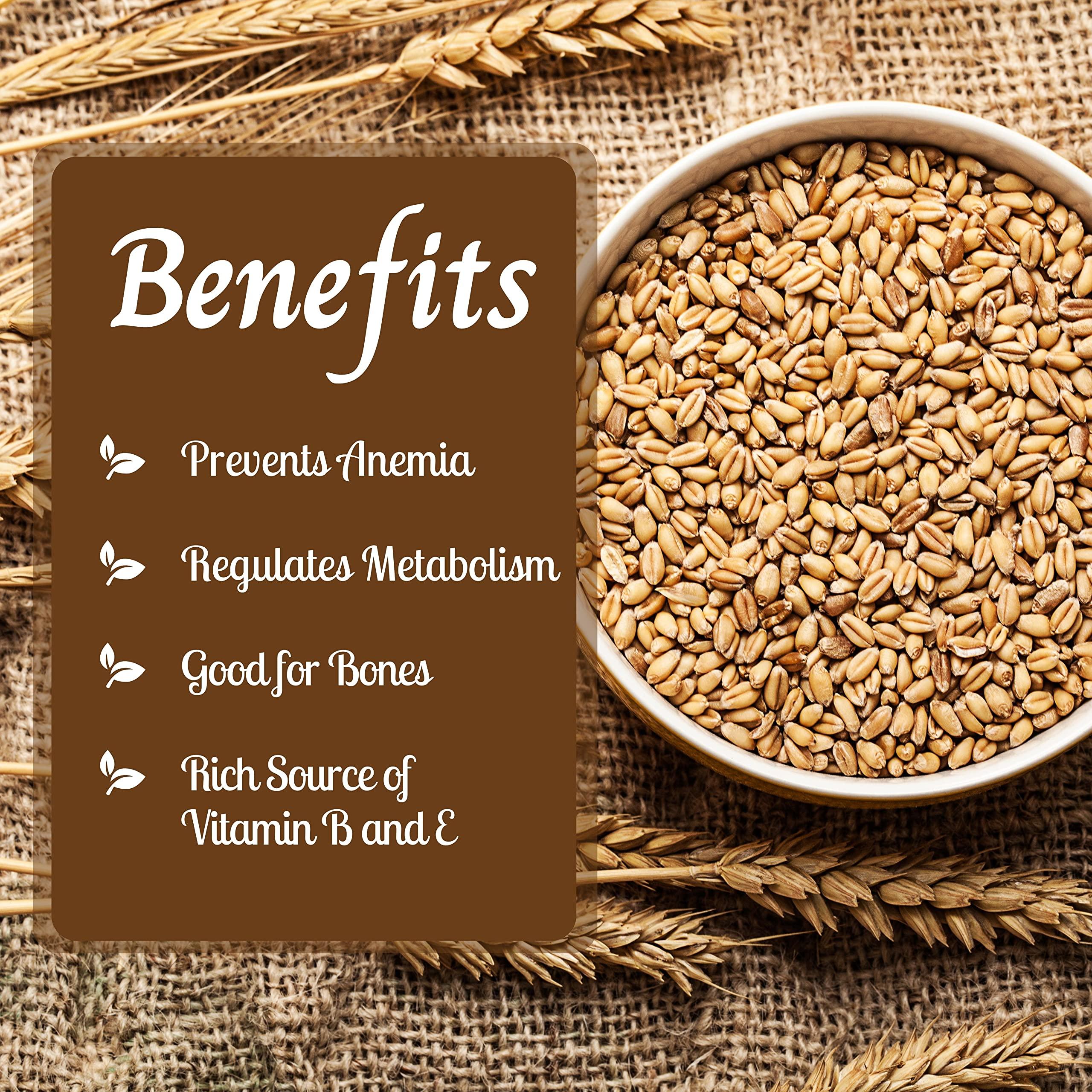 SAPPHIRE FOODS SAPPHIRE FOODS Natural & original Sharbati Wheat Whole grain Pure Clean Sharbati Gehu New Sharbati Wheat | healthy wheat grain Healthy Grains Fiber Rich immunity builder New Sharbati Wheat (500g)