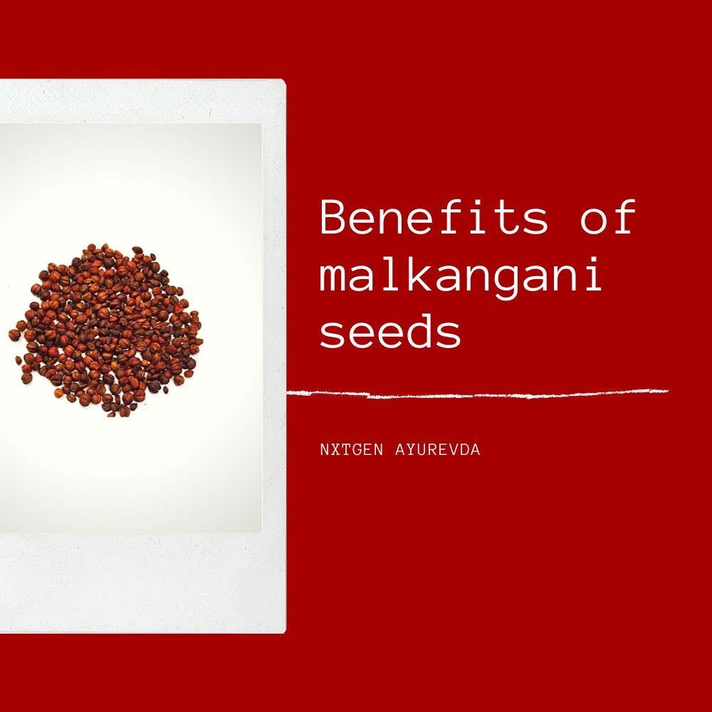 NXTGEN AYURVEDA Nxtgen Ayurveda Malkangni Seeds | 100g | Jyotishmati | Celastrus Paniculatus | Malkangani