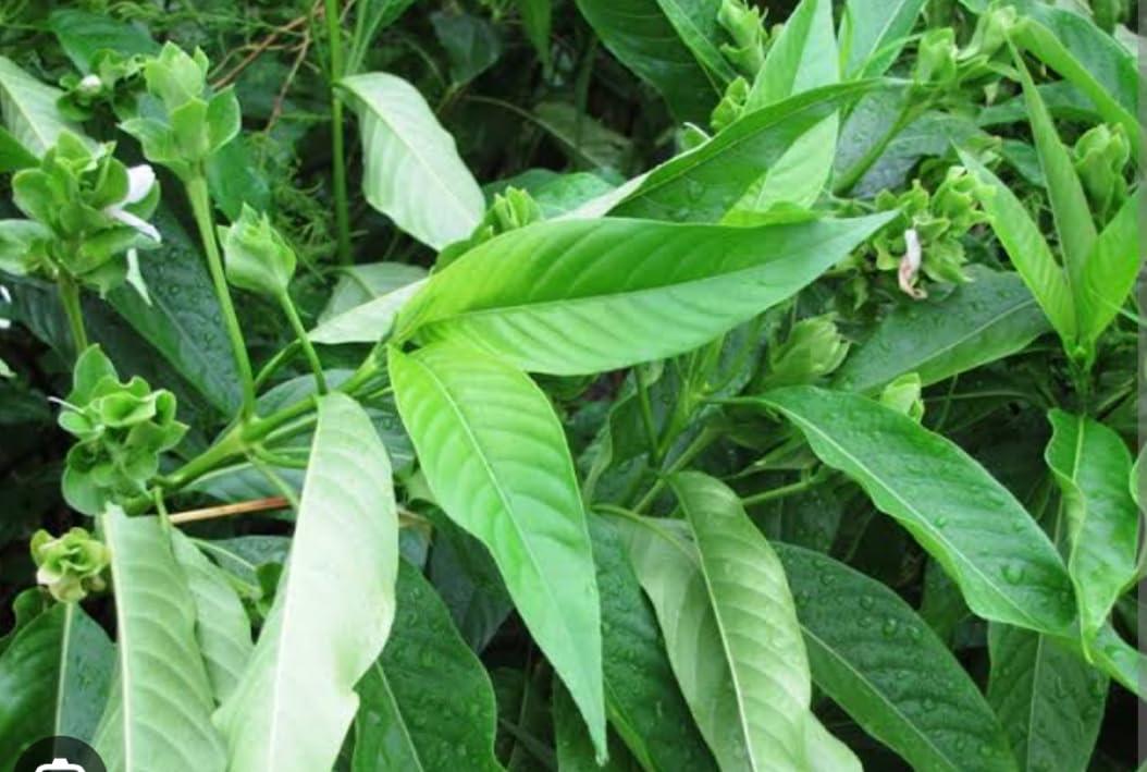 Generic Aadityaa\'s Natural Basak Pata Vasak Plant Leaf Basak Potential uses for Cough and Cold Green Leaves Balanced Sugar Level and Immunity Boost, Pack Of 18 Leaves.