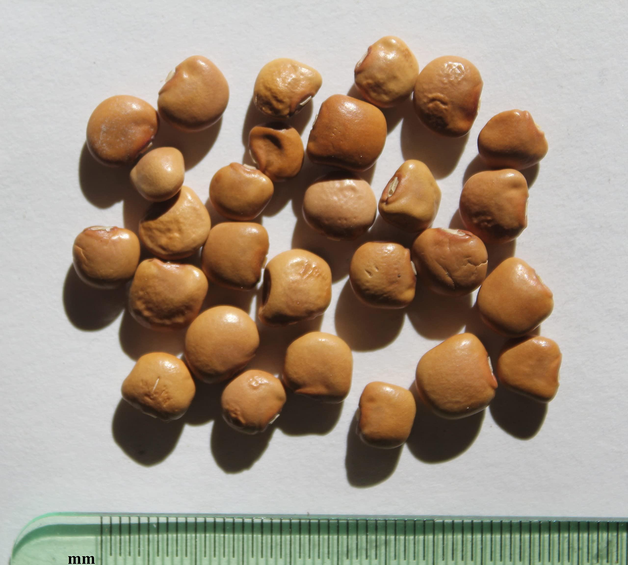 Generic Green Horizon Singkamas, Yam Bean, jicama seed pack of 75