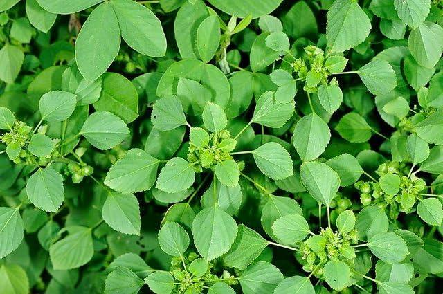 HUNGRY BEAST Spice-M, Acalypha indica | Kuppaimeni | Indian Mercury | Indian Nettle | Kuppikhokhali Moorkonda | murkonda - 250 grams