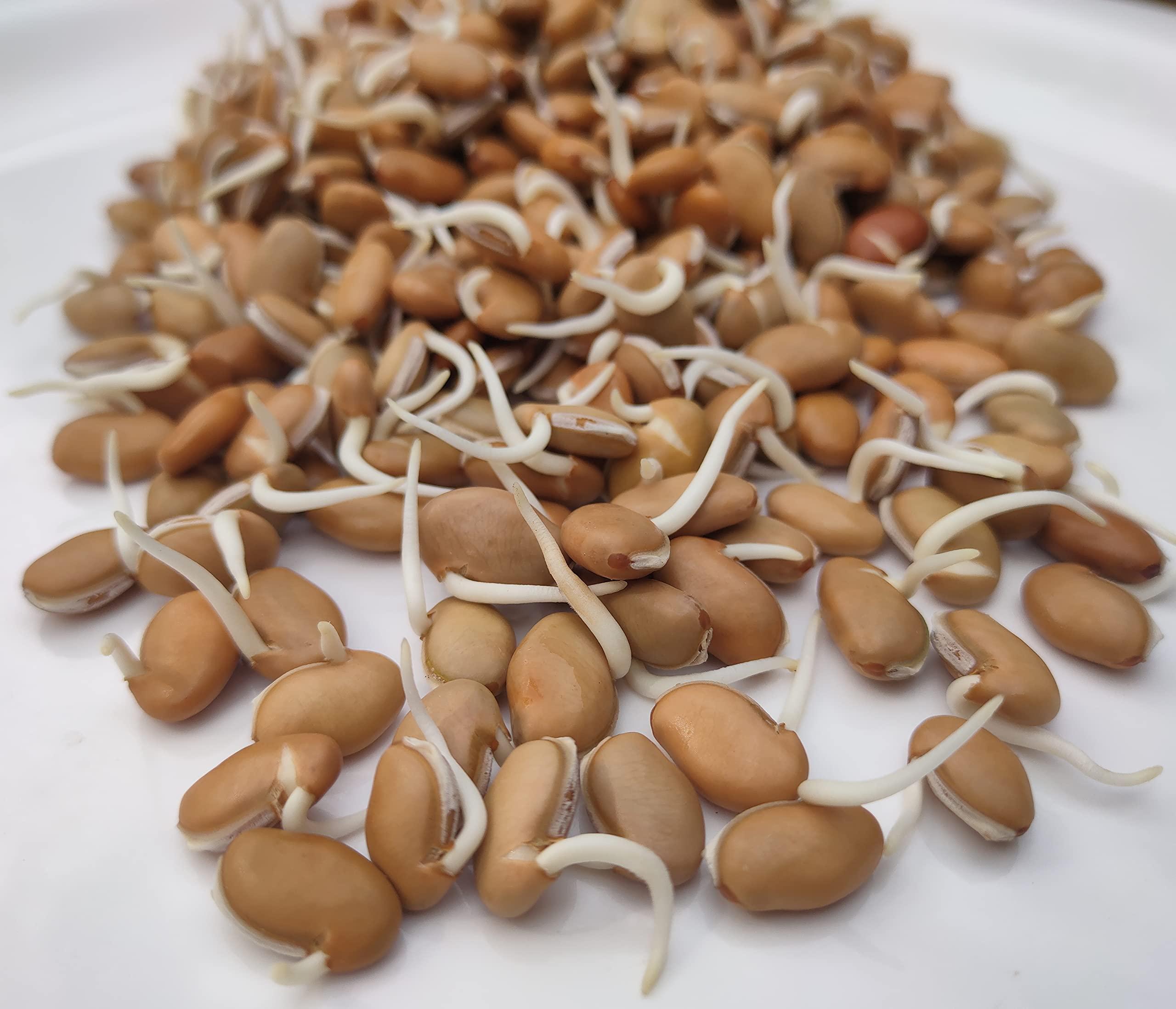 NATURE STAY Nature Stay Red Vaal Beans, Deshi val -900gm