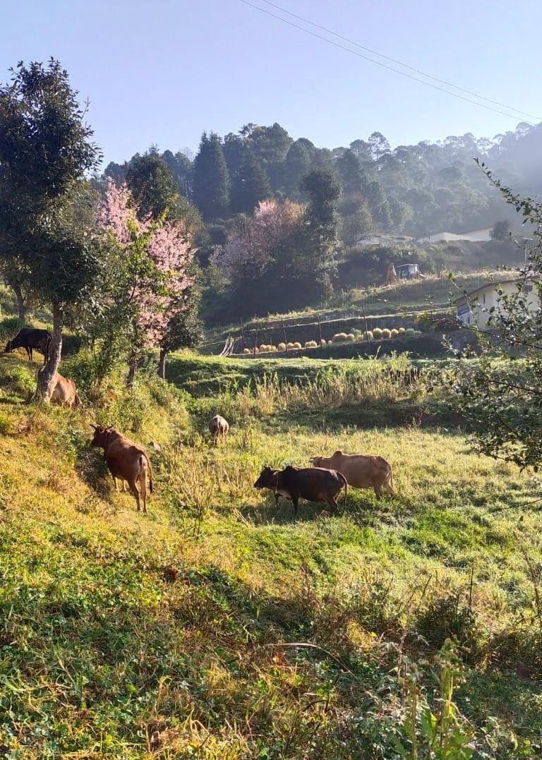 Hetha Hetha Organics Himalayan Pahadi/Badri Desi Cow Bilona A2 Cultured Ghee Made In Brass Utensil (Peetal Kadhai) Single Origin - 500Ml