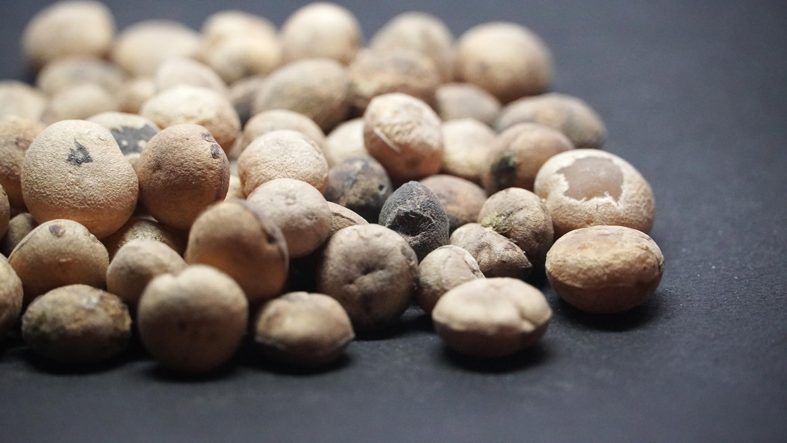 THOGAI THOGAIS- *THETRAN KOTTAI* - / Strychnos Potatorum/Clearing Nut / /Tettamparal/Chillachettu/samaashodhan akharot/Nirmali (50 GRAMS (PACK OF 1))