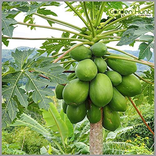 Erwon Erwon NPK for Papaya Fruits ( 200 gm fruit NPK )