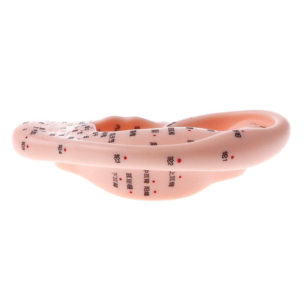 KIYO KIYO Professional 13cm Human Acupuncture Ear Model Reflexology Acupoint Learning Display Laboratory Supplies