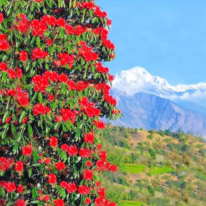 GITAGGED Uttarakhand Buransh SQUASH (The Sanjeevini Flower) – 1Litre GiTAGGED®